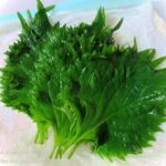 フレッシュな大葉を長持ちさせる保存方法・part２