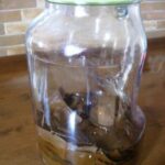 我が家の万能薬 びわの葉エキス