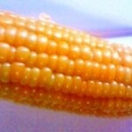 プチプチのまま!!とうもろこしの茹で方&保存方法