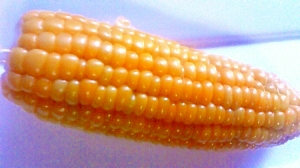 プチプチのまま！！とうもろこしの茹で方＆保存方法