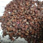 手作り☆自家製粉山椒