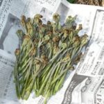 春の山菜！灰or重曹or木炭で基本の灰汁抜き！