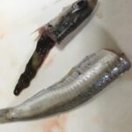 小イワシの下処理 簡単に頭の内臓を取る方法♪